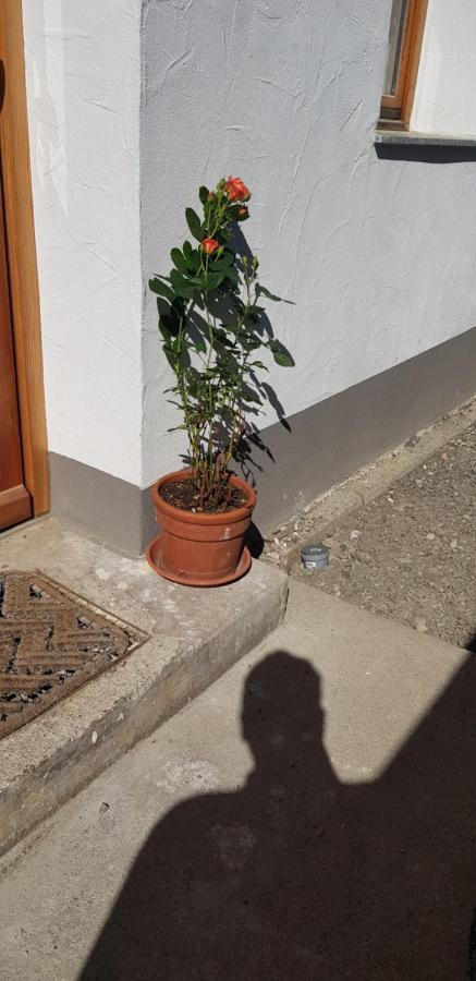 Ferienwohnung Natururlaub Muggenbrunn Todtnau Zewnętrze zdjęcie